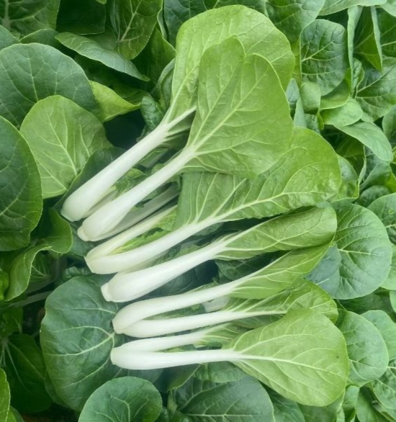 鹅毛白鸡毛菜种子秋冬四季小白菜白梗青菜种籽农家菜园南