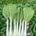 鹅毛白鸡毛菜种子秋冬四季小白菜白梗青菜种籽农家菜园南
