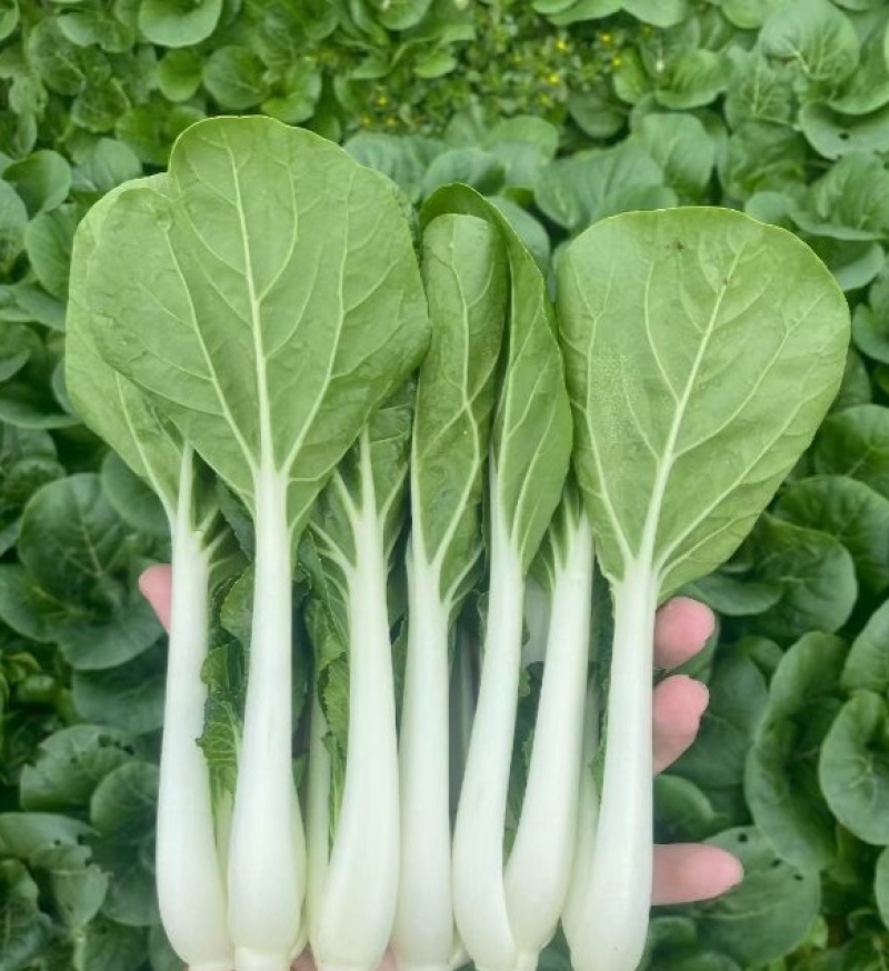 鹅毛白鸡毛菜种子秋冬四季小白菜白梗青菜种籽农家菜园南