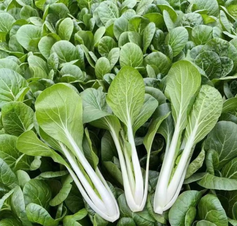 鹅毛白鸡毛菜种子秋冬四季小白菜白梗青菜种籽农家菜园南