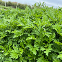 艾叶新鲜食用艾草叶做青团糍粑粑清明果艾叶艾米果现摘