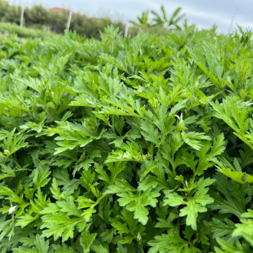 艾叶新鲜食用艾草叶做青团糍粑粑清明果艾叶艾米果现摘