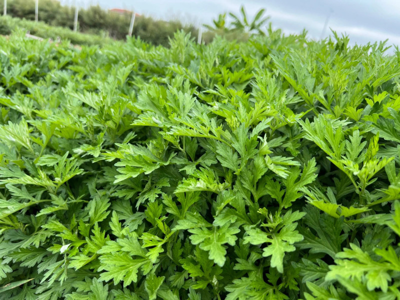 艾叶新鲜食用艾草叶做青团糍粑粑清明果艾叶艾米果现摘