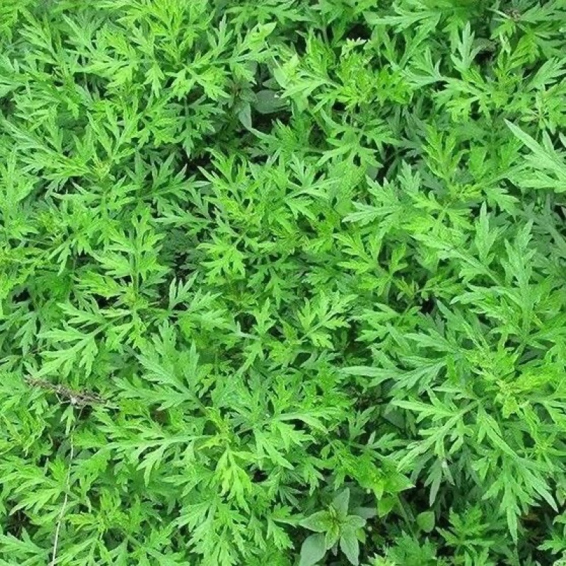 艾叶新鲜食用艾草叶做青团糍粑粑清明果艾叶艾米果现摘