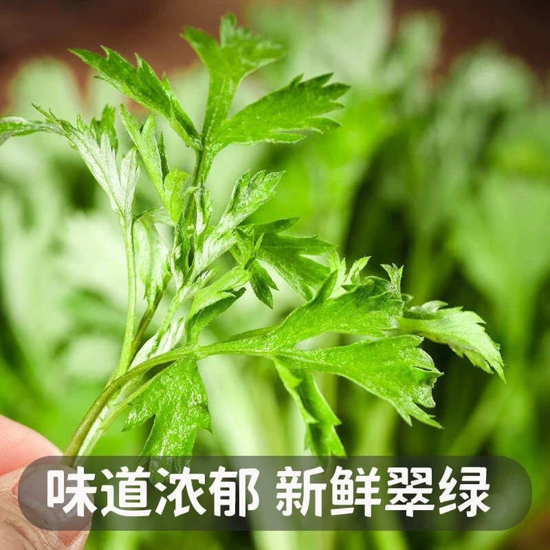 艾叶新鲜食用艾草叶做青团糍粑粑清明果艾叶艾米果现摘