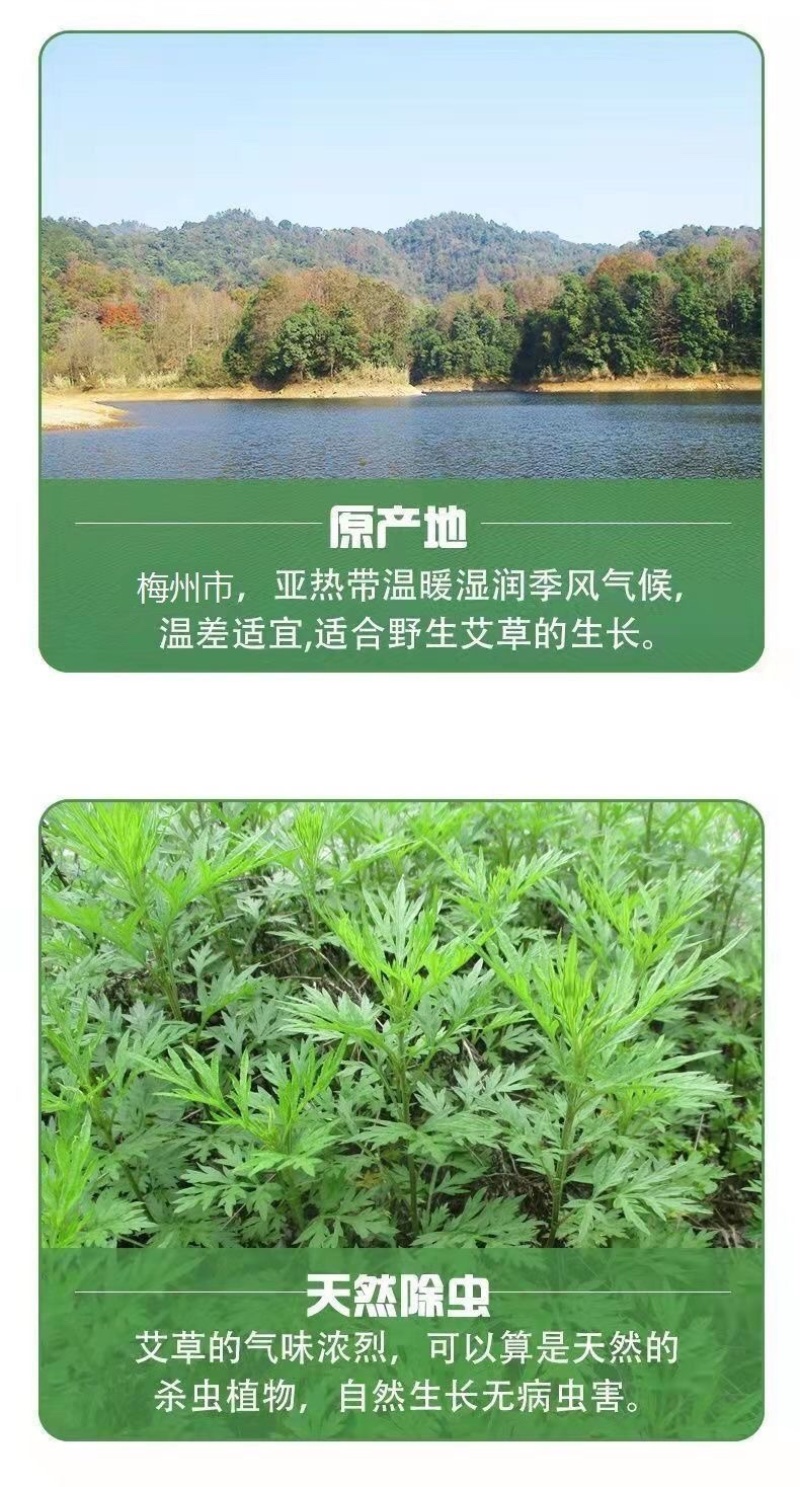 艾叶新鲜食用艾草叶做青团糍粑粑清明果艾叶艾米果现摘