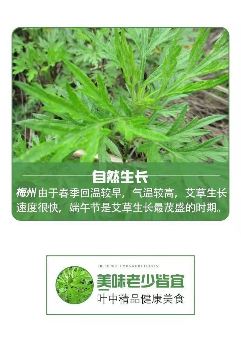 艾叶新鲜食用艾草叶做青团糍粑粑清明果艾叶艾米果现摘