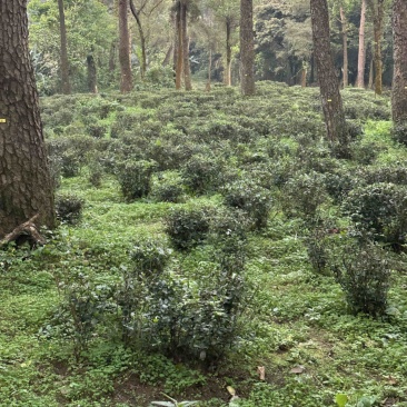 高山云雾绿茶