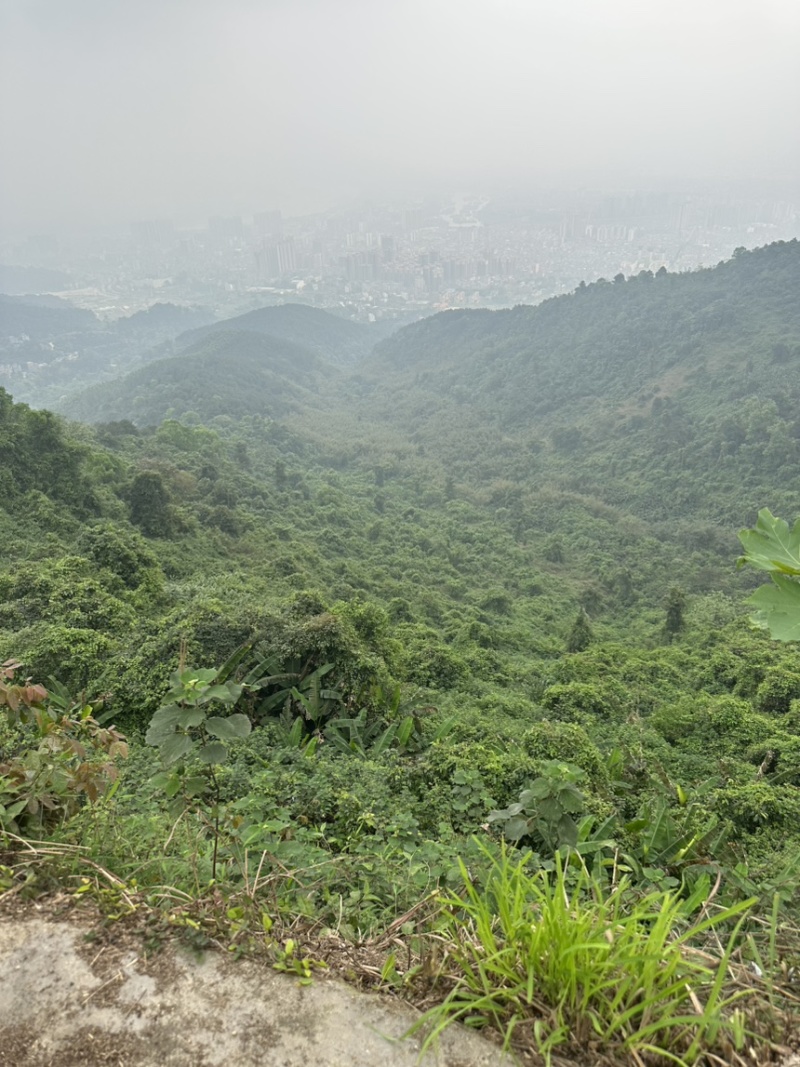 高山云雾绿茶