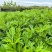 艾草新鲜食用艾草叶青团糍粑清明果嫩艾叶艾叶果当天现摘