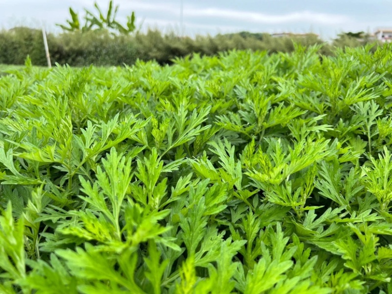 艾草新鲜食用艾草叶青团糍粑清明果嫩艾叶艾叶果当天现摘