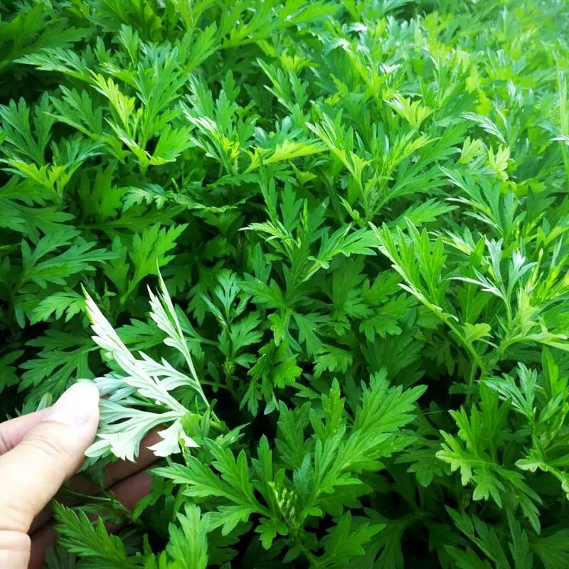 艾草新鲜食用艾草叶青团糍粑清明果嫩艾叶艾叶果当天现摘