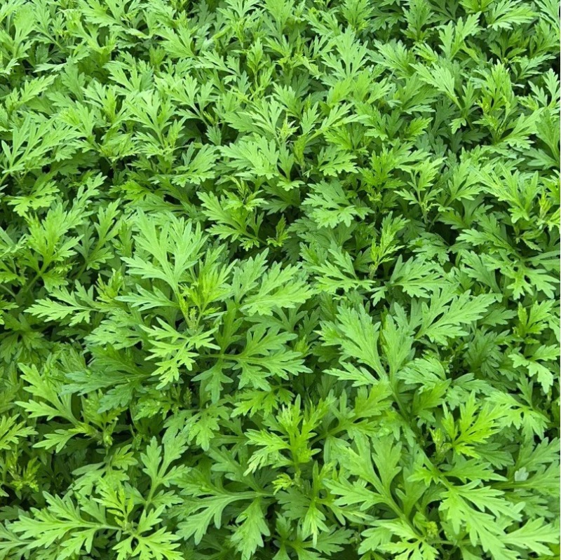艾草新鲜食用艾草叶青团糍粑清明果嫩艾叶艾叶果当天现摘