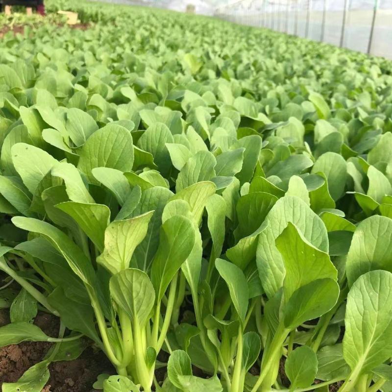 翡翠鸡毛菜种子早熟速生耐热耐寒耐湿小青菜种籽四季播青