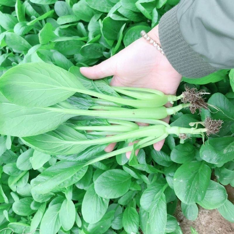 翡翠鸡毛菜种子早熟速生耐热耐寒耐湿小青菜种籽四季播青