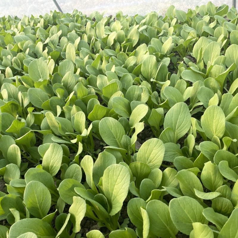 翡翠鸡毛菜种子早熟速生耐热耐寒耐湿小青菜种籽四季播青