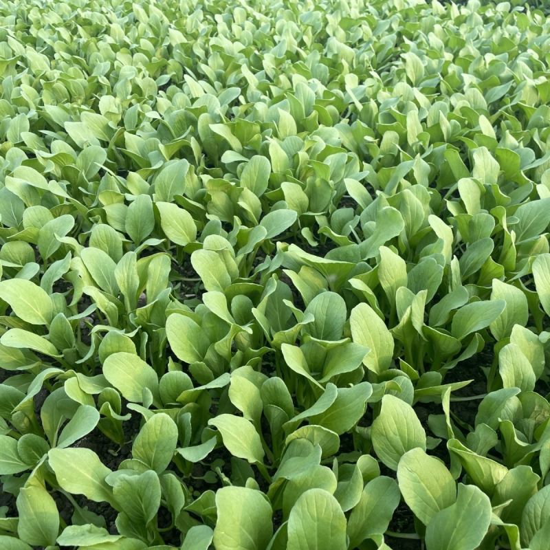 翡翠鸡毛菜种子早熟速生耐热耐寒耐湿小青菜种籽四季播青