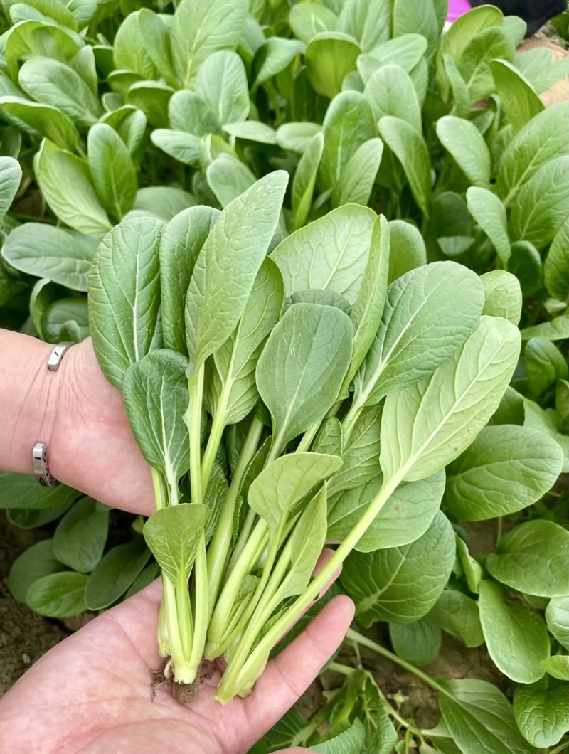 翡翠鸡毛菜种子早熟速生耐热耐寒耐湿小青菜种籽四季播青