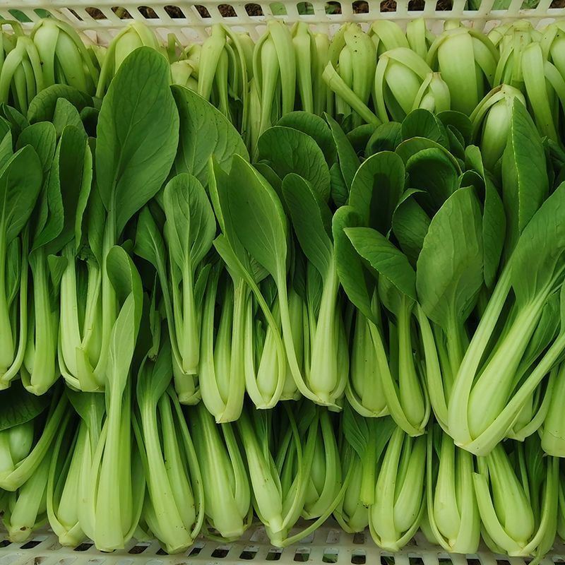 翡翠鸡毛菜种子早熟速生耐热耐寒耐湿小青菜种籽四季播青