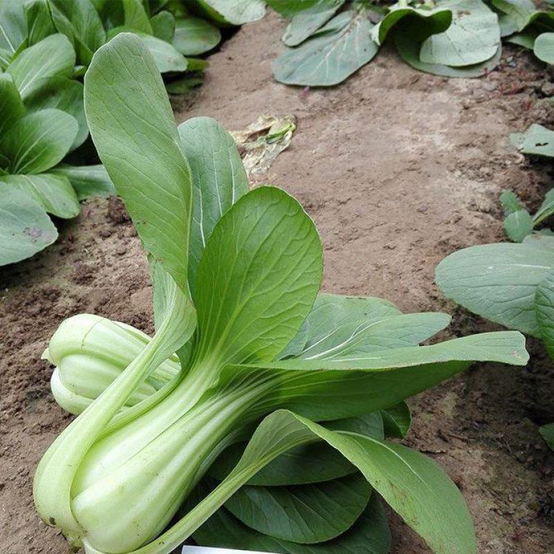 芭蕾9号青菜种子杂交耐热束腰甜嫩青梗菜小白菜春夏秋季播