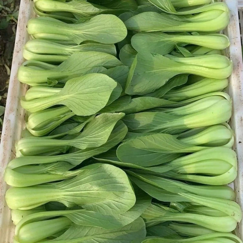 芭蕾9号青菜种子杂交耐热束腰甜嫩青梗菜小白菜春夏秋季播