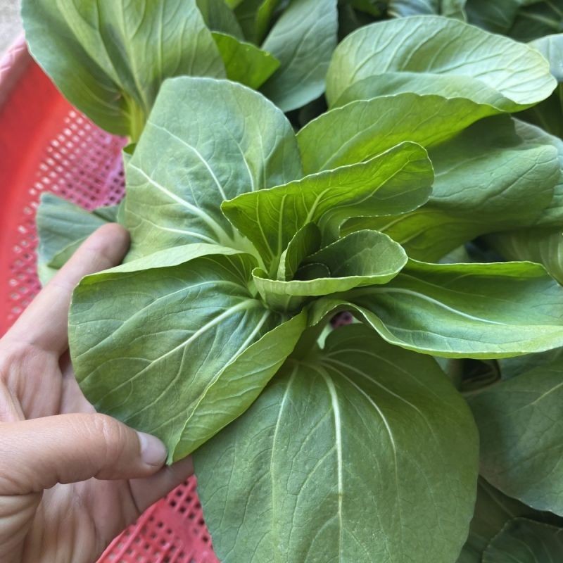 芭蕾9号青菜种子杂交耐热束腰甜嫩青梗菜小白菜春夏秋季播