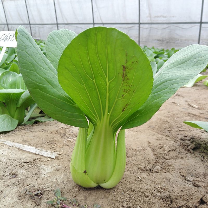 芭蕾9号青菜种子杂交耐热束腰甜嫩青梗菜小白菜春夏秋季播