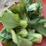 芭蕾9号青菜种子杂交耐热束腰甜嫩青梗菜小白菜春夏秋季播