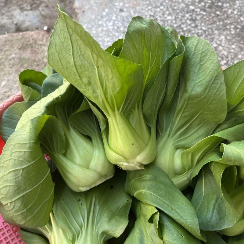 芭蕾9号青菜种子杂交耐热束腰甜嫩青梗菜小白菜春夏秋季播
