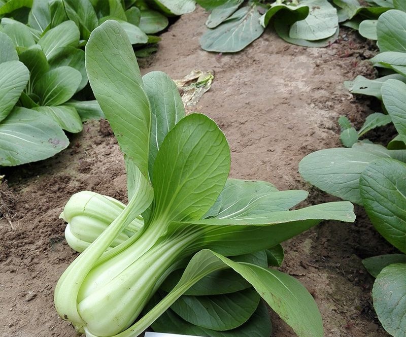 芭蕾9号青菜种子杂交耐热束腰甜嫩青梗菜小白菜春夏秋季播