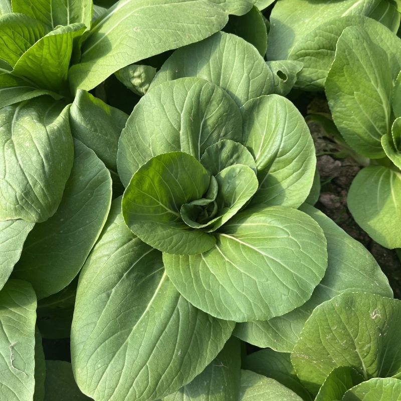 芭蕾9号青菜种子杂交耐热束腰甜嫩青梗菜小白菜春夏秋季播