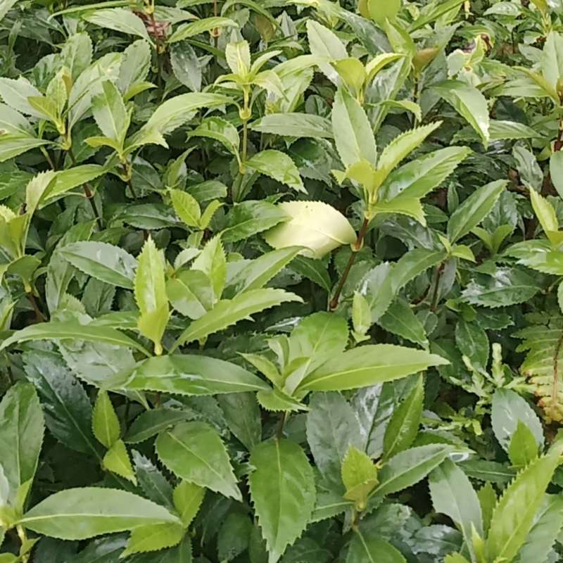 草珊瑚苗