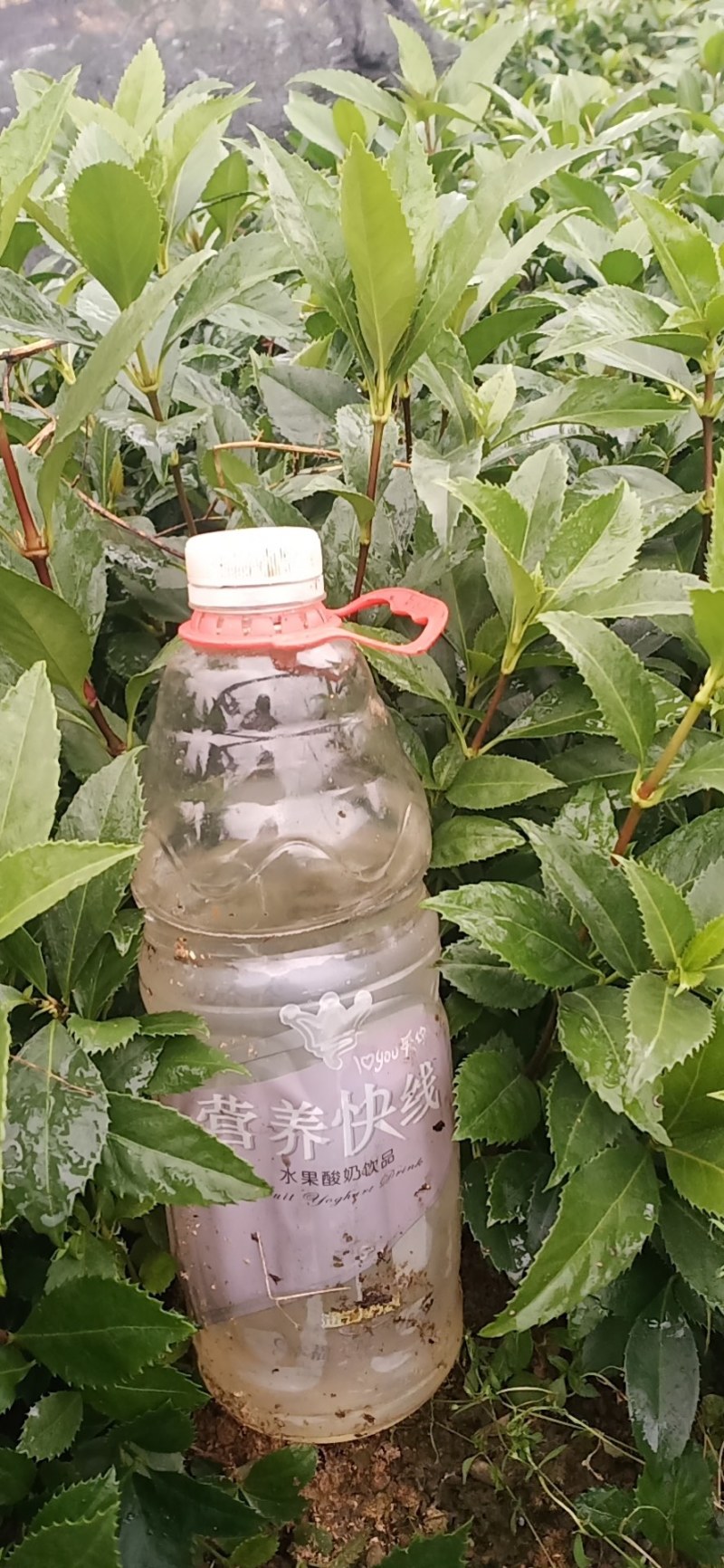 草珊瑚苗