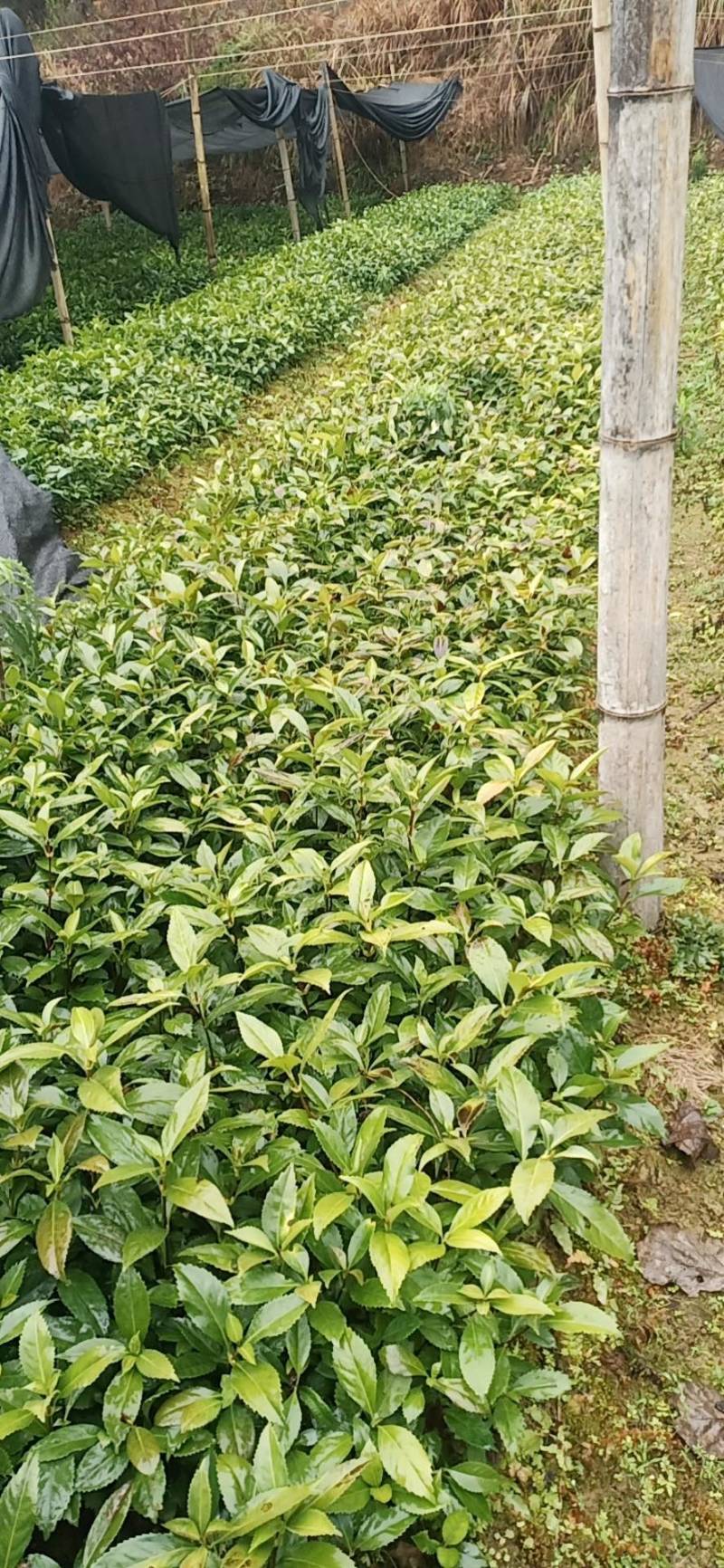草珊瑚苗
