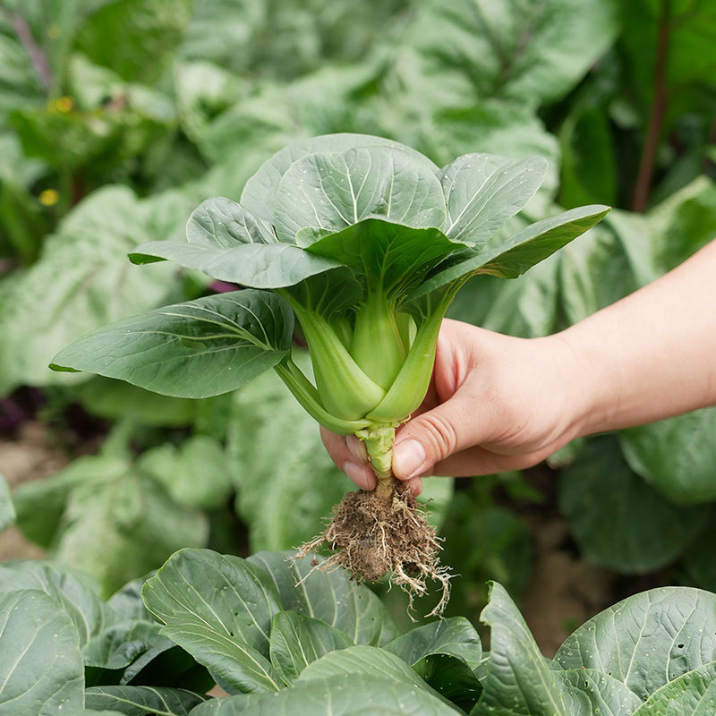 黑叶四月慢青菜种子抗病耐寒耐抽薹小白菜农家田园春秋蔬