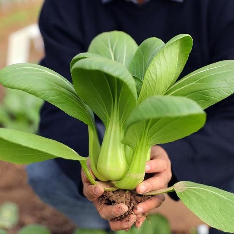 三伏青梗菜种子耐热耐雨水大头束腰上海青四季青菜油菜蔬菜种