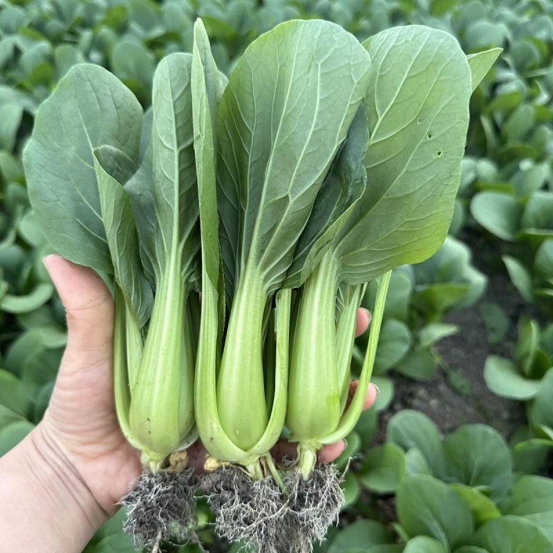 三伏青梗菜种子耐热耐雨水大头束腰上海青四季青菜油菜蔬菜种