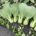 三伏青梗菜种子耐热耐雨水大头束腰上海青四季青菜油菜蔬菜种