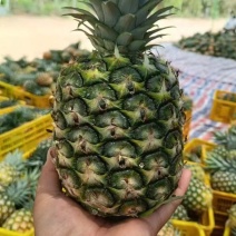正宗海南金钻凤梨源头产地供应各大电商平台一件代发