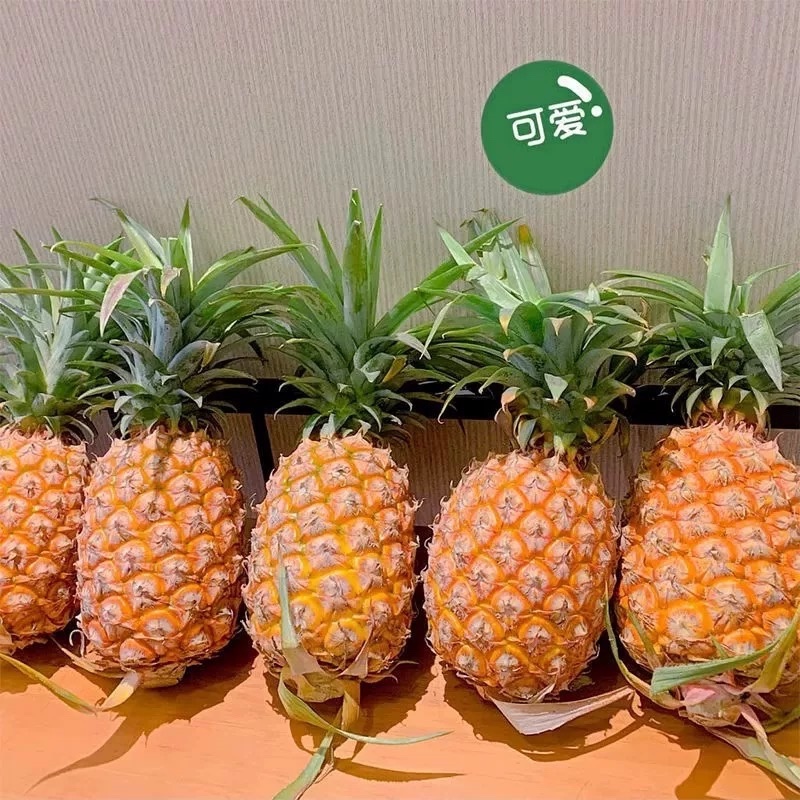 正宗海南金钻凤梨源头产地供应各大电商平台一件代发