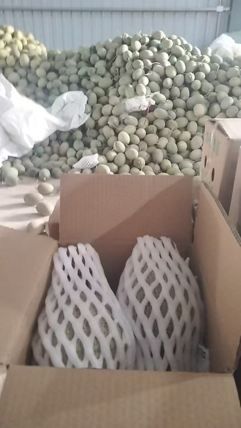 正宗海南晓蜜哈密瓜供应各大电商平台25号网纹瓜