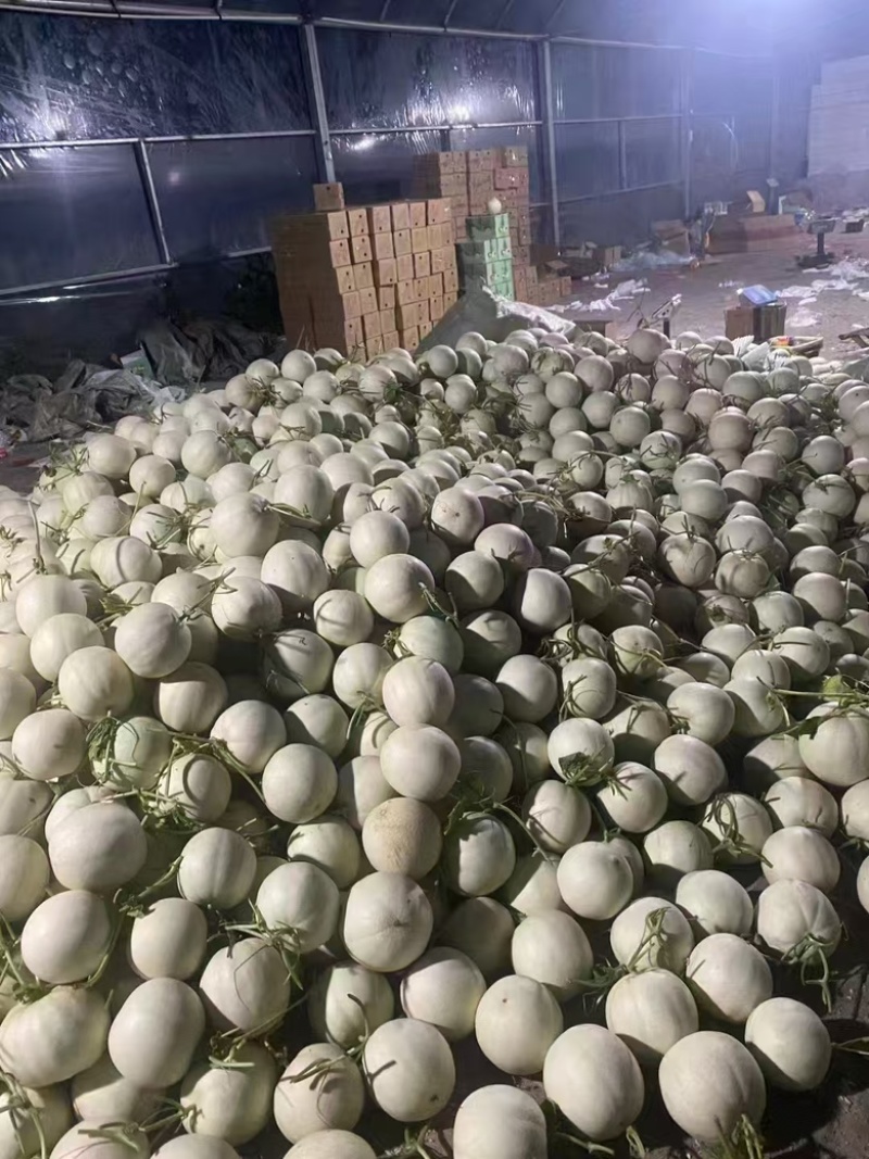 正宗海南晓蜜哈密瓜供应各大电商平台25号网纹瓜