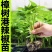 辣椒苗，螺丝椒，线椒，杭椒，朝天椒