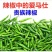 辣椒苗，螺丝椒，线椒，杭椒，朝天椒