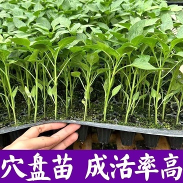 辣椒苗，螺丝椒，线椒，杭椒，朝天椒