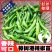 辣椒苗，螺丝椒，线椒，杭椒，朝天椒