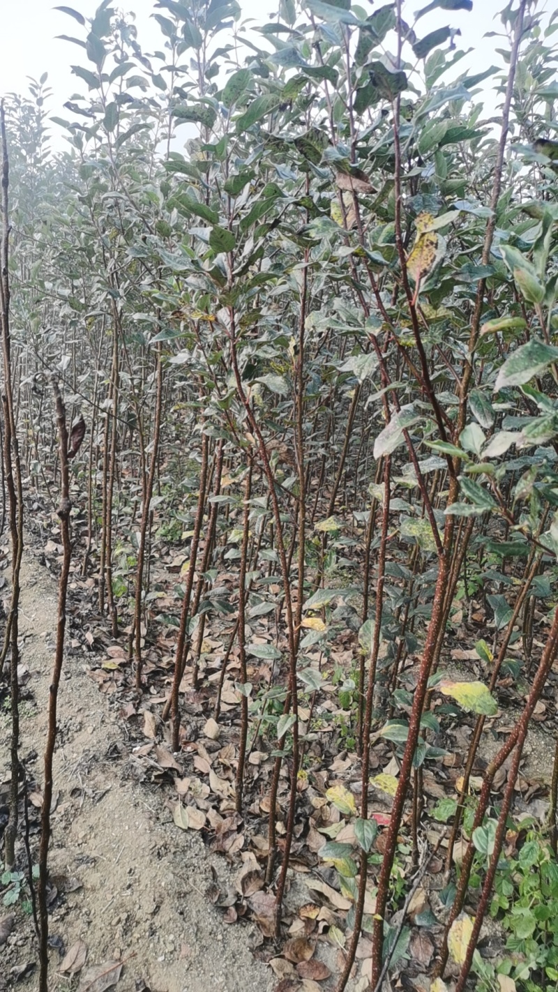 维纳斯黄金苹果苗奶油苹果苗嫁接苹果苗