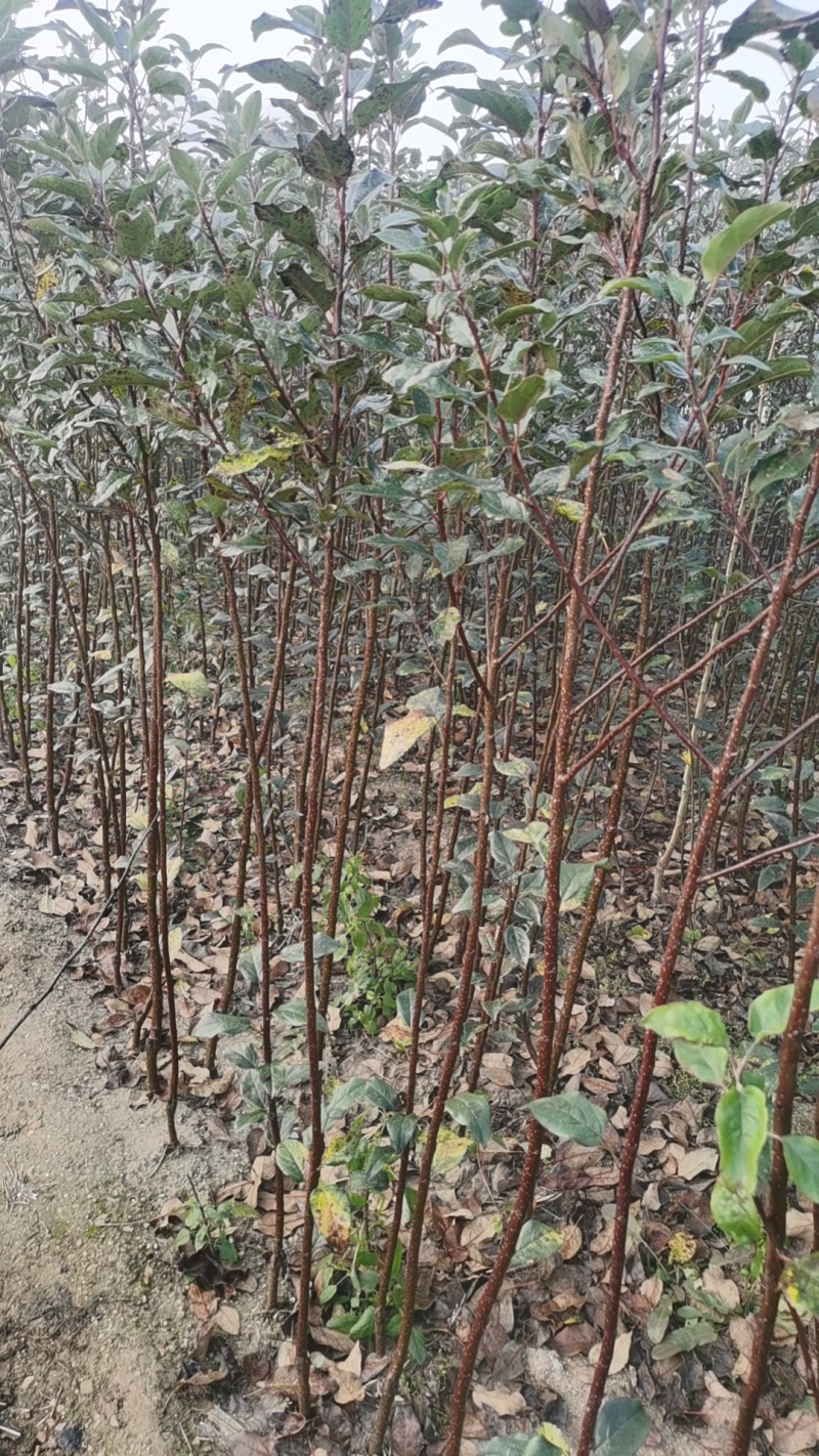 维纳斯黄金苹果苗奶油苹果苗嫁接苹果苗