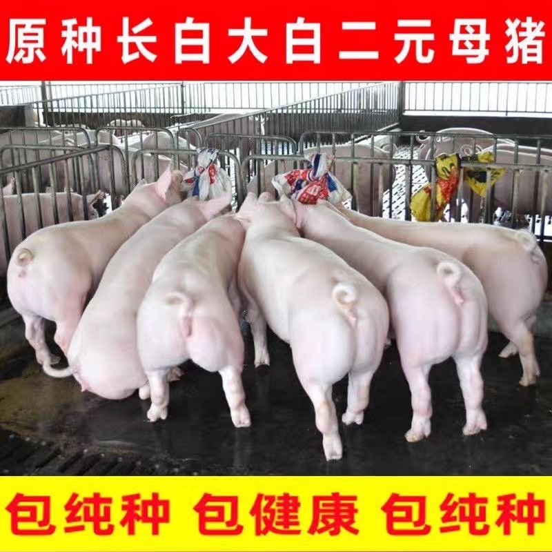 约克母猪种公猪二元后背母猪