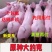 约克母猪种公猪二元后背母猪